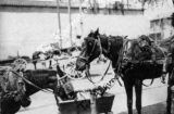 Καλλιστεία αλόγων και γαϊδουριών τη δεκαετία 1930!