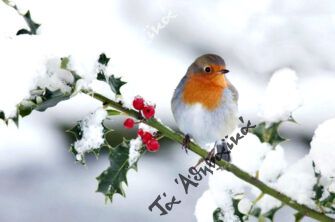 Το «αηδόνι του χειμώνα» που υμνήθηκε και από τους ποιητές