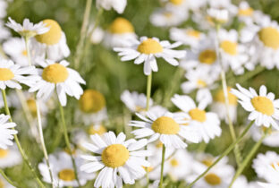 «Του Αϊγιωργιού το λουλουδάκι»!