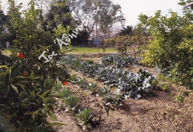 Η τελευταία αγροικία των Κοκκώσηδων στον Ελαιώνα